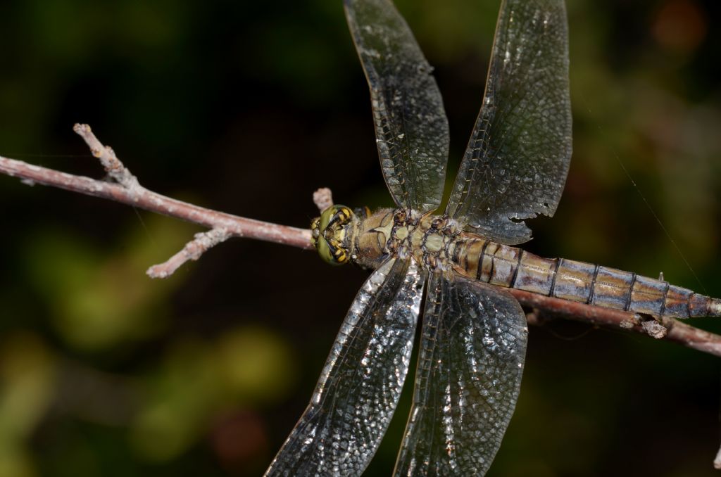 Orthetrum cancellatum ?  S !